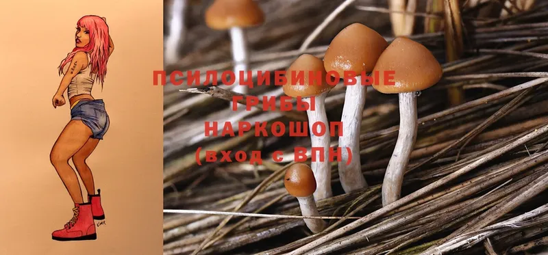 Галлюциногенные грибы Psilocybe  даркнет сайт  Звенигород 